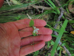 Lobelia cuneifolia