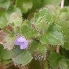 Veronica hederifolia-sublobata-triloba