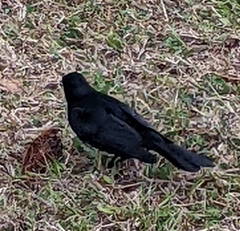 Ptiloxena atroviolacea