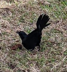 Ptiloxena atroviolacea