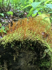 Haplocladium microphyllum