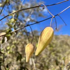Funastrum pannosum