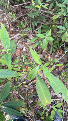 Psychotria nervosa