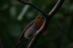 Erithacus rubecula
