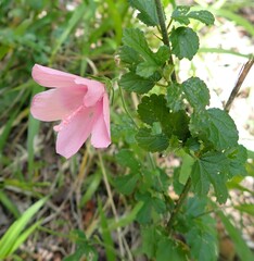 Hibiscus pedunculatus