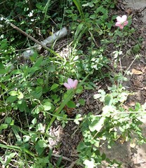 Hibiscus pedunculatus