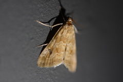 Hellula