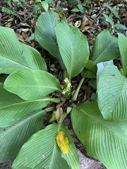 Goeppertia singularis