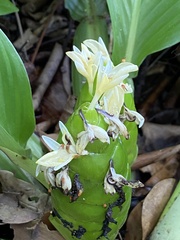 Goeppertia singularis