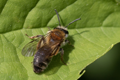 Andrena helvola
