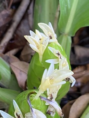 Goeppertia singularis