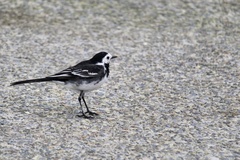 Motacilla alba yarrellii