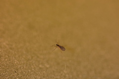Sciaroidea