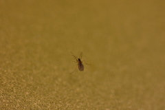 Sciaroidea