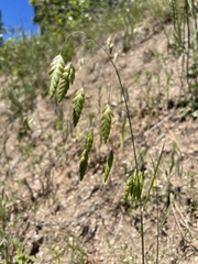 Bromus briziformis