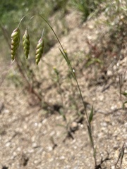 Bromus briziformis