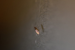 Drosophilidae