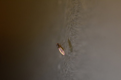 Drosophilidae