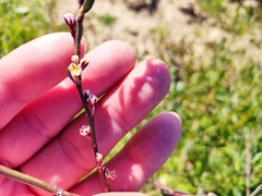Polygonum equisetiforme