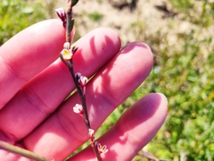 Polygonum equisetiforme