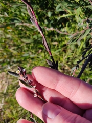 Polygonum equisetiforme