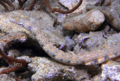 Corythoichthys intestinalis