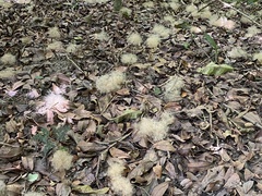 Eriotheca macrophylla