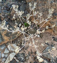 Tidestromia suffruticosa