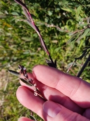 Polygonum equisetiforme