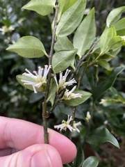 Sarcococca