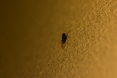 Delphacidae