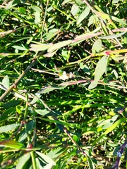 Polygonum equisetiforme