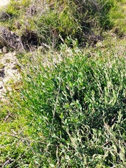 Polygonum equisetiforme