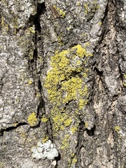 Candelaria concolor