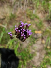 Verbena incompta