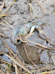 Procambarus simulans