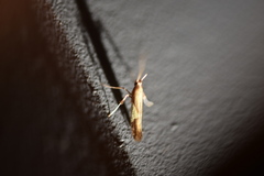 Caloptilia