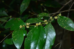 Lindera communis