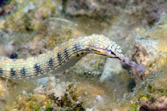 Corythoichthys intestinalis