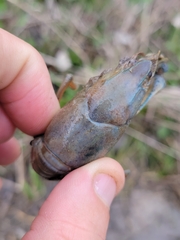 Procambarus simulans