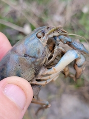 Procambarus simulans