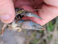 Procambarus simulans