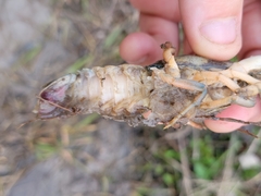 Procambarus simulans