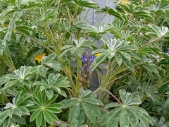 Lupinus cosentinii