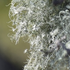 Usnea intermedia