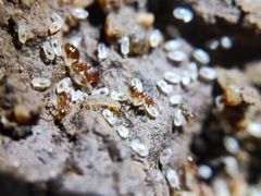 Pheidole pieli