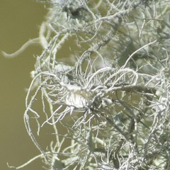 Usnea intermedia