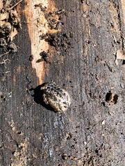 Philomycus carolinianus