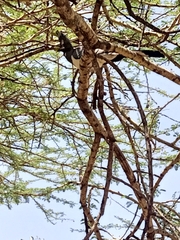 Corythaixoides leucogaster