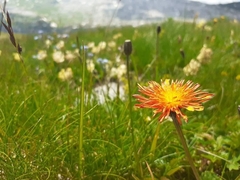 Crepis aurea